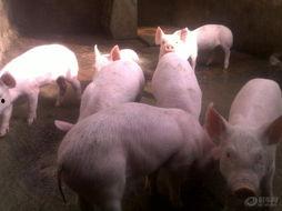 猪羊的图片,田园风光中的和谐画卷